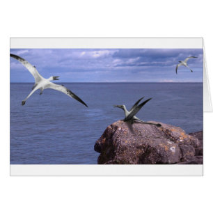 Rhamphorhynchus Blank Card