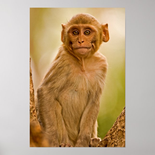Rhesus Macaque Baby (Macaca Mulatta) | In Sariska Poster (Front)