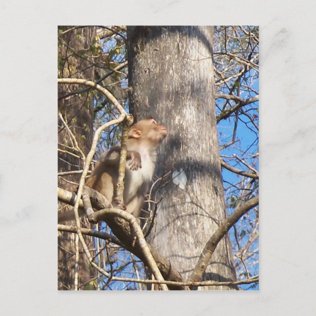 rhesus macaque monkey looking up postcard (Front)
