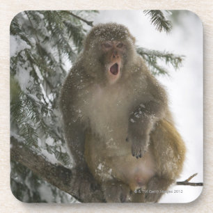 Rhesus Macaque monkey (Macaca mulatta) sitting Coaster