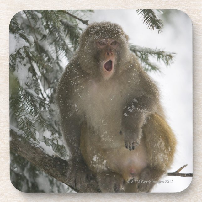 Rhesus Macaque monkey (Macaca mulatta) sitting Coaster (Front)