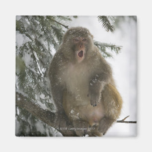 Rhesus Macaque monkey (Macaca mulatta) sitting Magnet