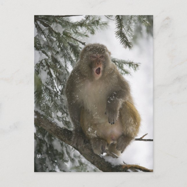 Rhesus Macaque monkey (Macaca mulatta) sitting Postcard (Front)