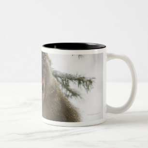 Rhesus Macaque monkey (Macaca mulatta) sitting Two-Tone Coffee Mug