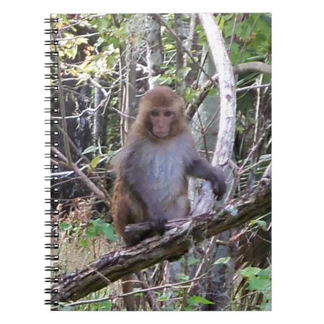 rhesus macaque monkey notebook (Front)