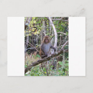 rhesus macaque monkey postcard