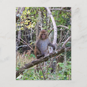rhesus macaque monkey postcard