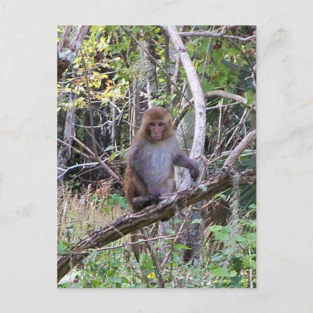rhesus macaque monkey postcard (Front)