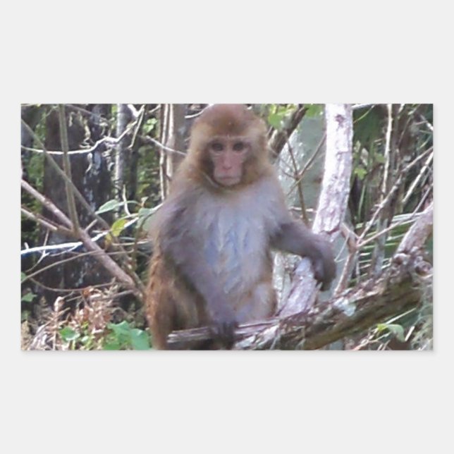 rhesus macaque monkey rectangular sticker (Front)
