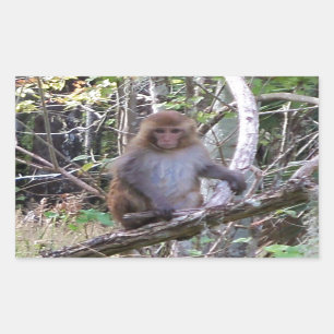 rhesus macaque monkey rectangular sticker