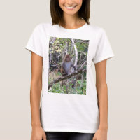 rhesus macaque monkey