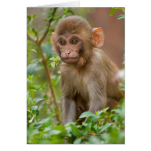 Rhesus Monkey Baby, Monkey Temple, Jaipur