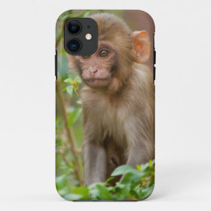 Rhesus Monkey Baby, Monkey Temple, Jaipur iPhone 11 Case