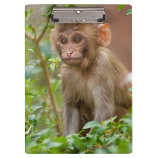 Rhesus Monkey Baby, Monkey Temple, Jaipur Clipboard (Front)