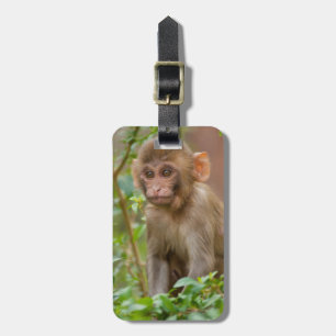 Rhesus Monkey Baby, Monkey Temple, Jaipur Luggage Tag