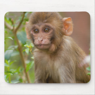 Rhesus Monkey Baby, Monkey Temple, Jaipur Mouse Pad
