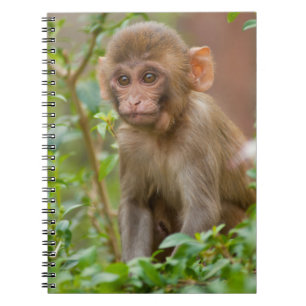Rhesus Monkey Baby, Monkey Temple, Jaipur Notebook