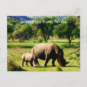 rhino africa greetings postcard