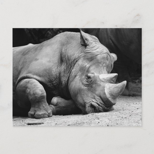 Rhino Black and White Postcard (Front)