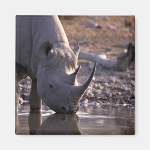 Rhino drinking at a watering place magnet