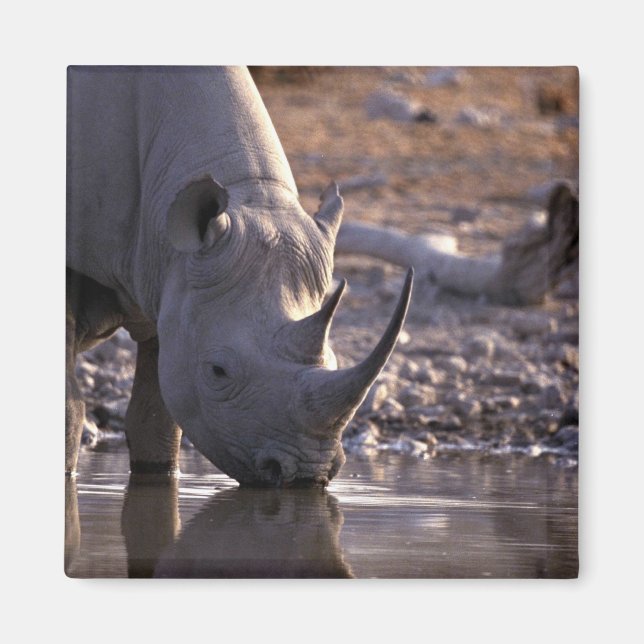 Rhino drinking at a watering place magnet (Front)