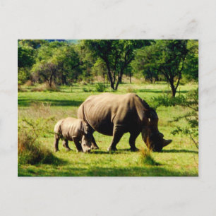 rhino grazing postcard