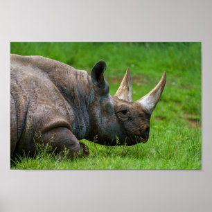 Rhino In The Grass Poster