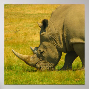 Rhino Photo Print