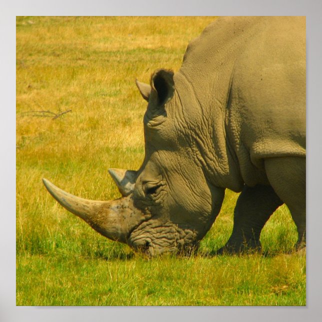 Rhino Photo Print (Front)