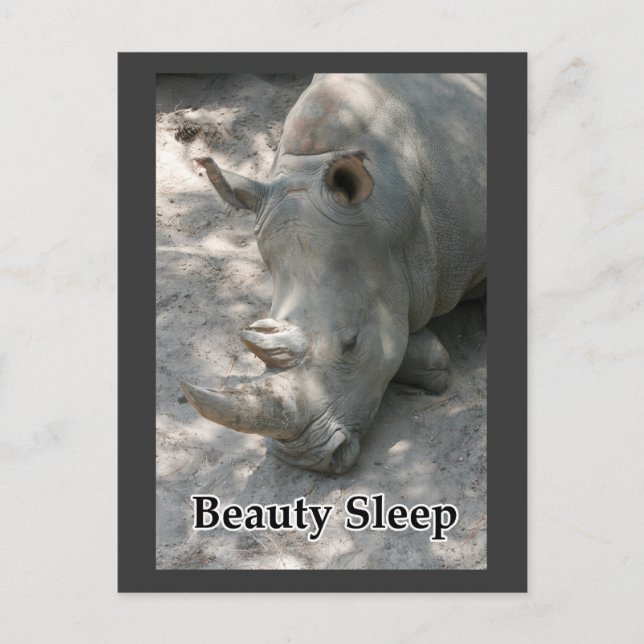 Rhino photograph with "Beauty Sleep" text Postcard (Front)