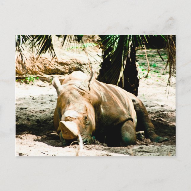 Rhino Postcard (Front)