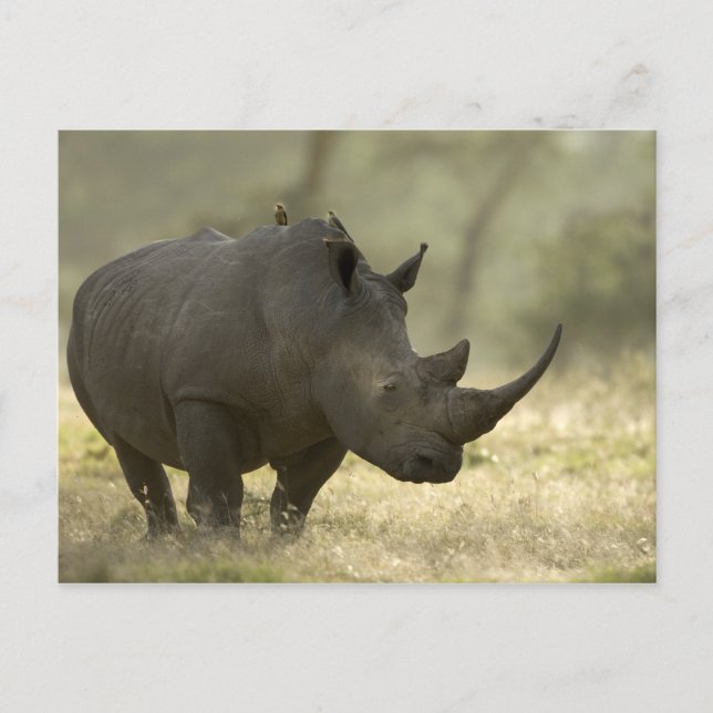 Rhino Postcard (Front)