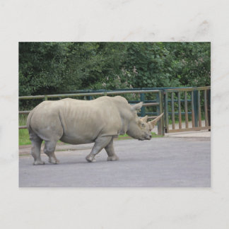 Rhino Postcard