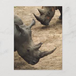 Rhino Postcard