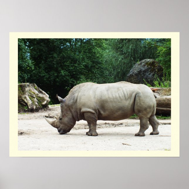 Rhino Poster (Front)