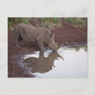 Rhino Reflection Postcard