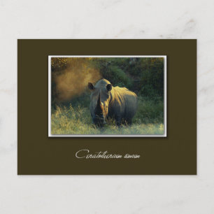 Rhino safari postcards