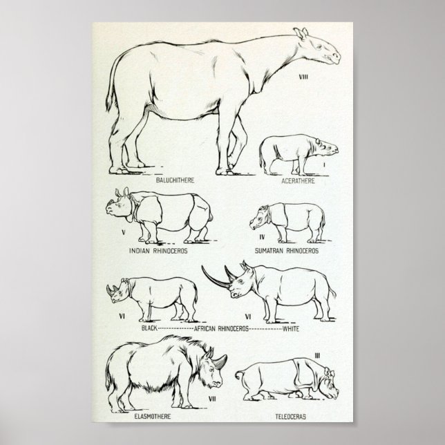 Rhino Size Comparison Poster (Front)
