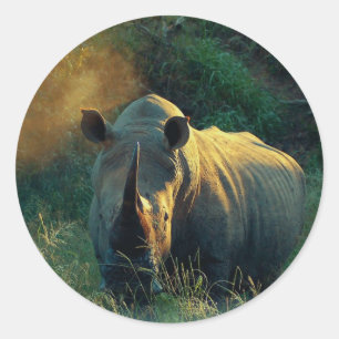 Rhino stare classic round sticker