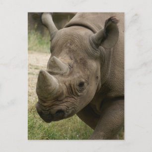 rhino walking postcard