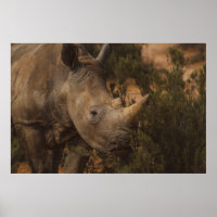 RHINO WILD ANIMALS