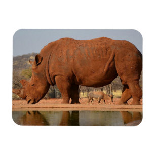 Rhino with mud on skin photo magnet