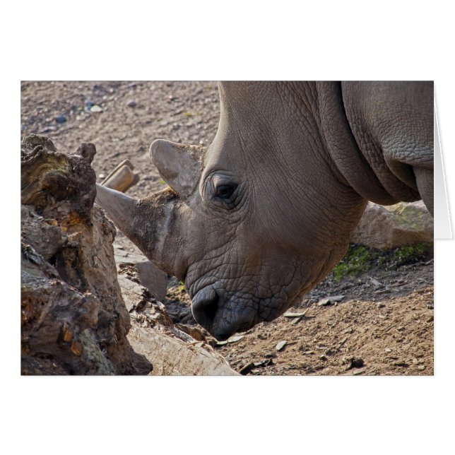 Rhinoceros (Front Horizontal)