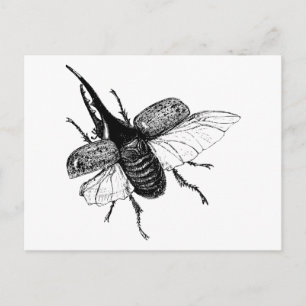 Rhinoceros Beetle Vintage Wood Engraving Postcard