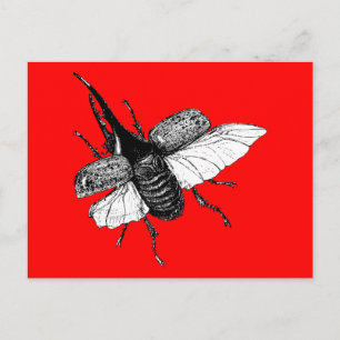 Rhinoceros Beetle Vintage Wood Engraving Postcard