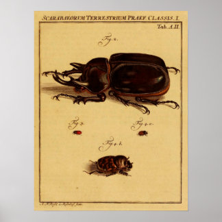 Rhinoceros Beetles Poster