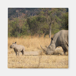 Rhinoceros Family Square Magnte Magnet
