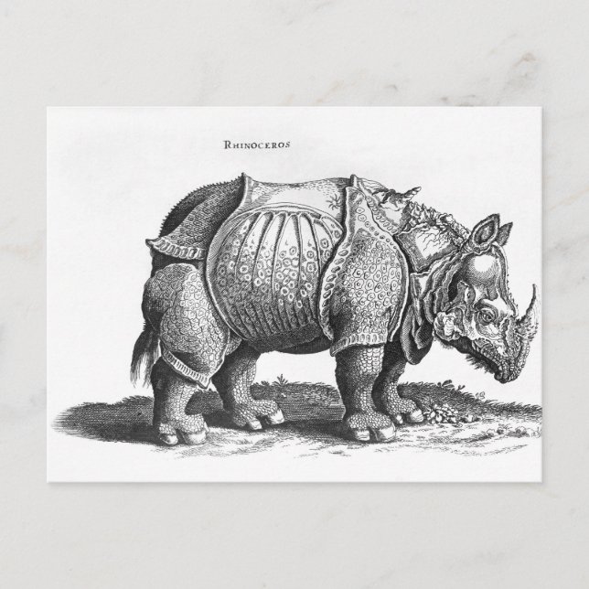 Rhinoceros, from 'Historia Animalium' Postcard (Front)