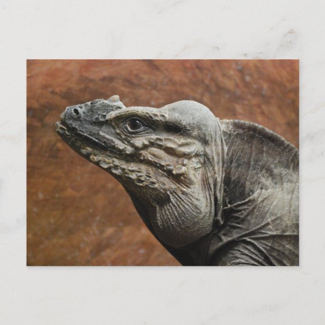 Rhinoceros Iguana Postcard (Front)