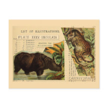 Rhinoceros Jaguar Animal Illustrations